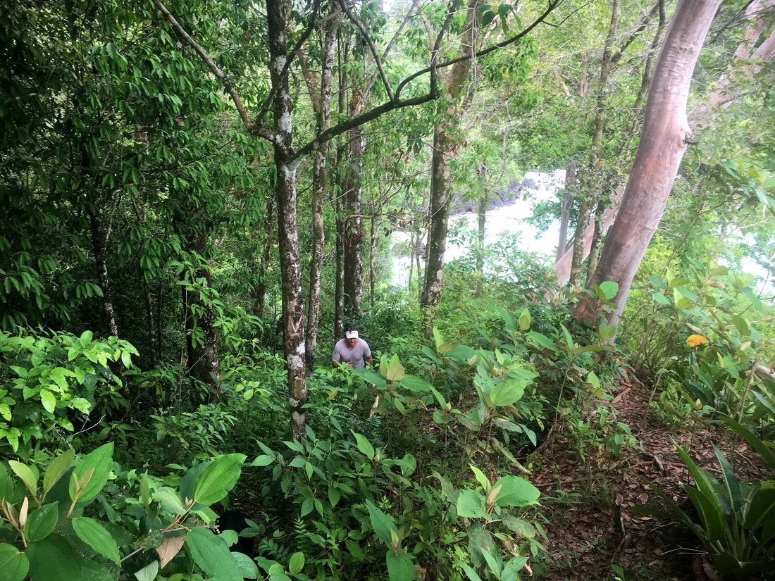 The coastal rainforest trail of the Manuel Antonio hiking tour