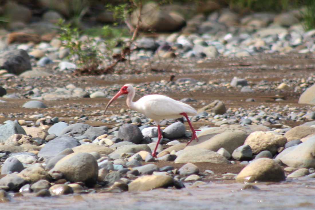 A white ibis on a gravel bar of the lower Naranjo