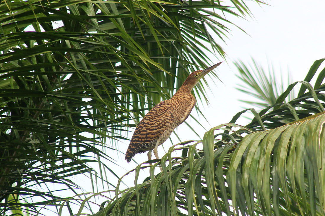 A young tiger heron in a palm by the Naranjo