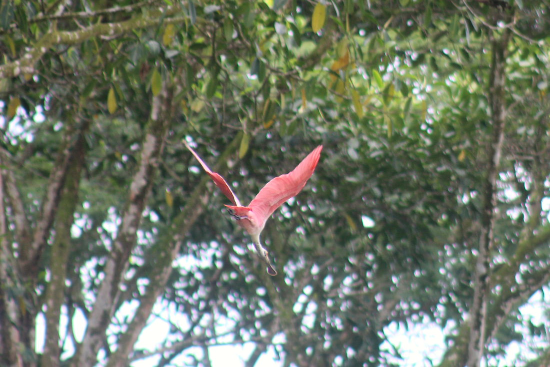 A roseate spoonbill flying over the Naranjo river