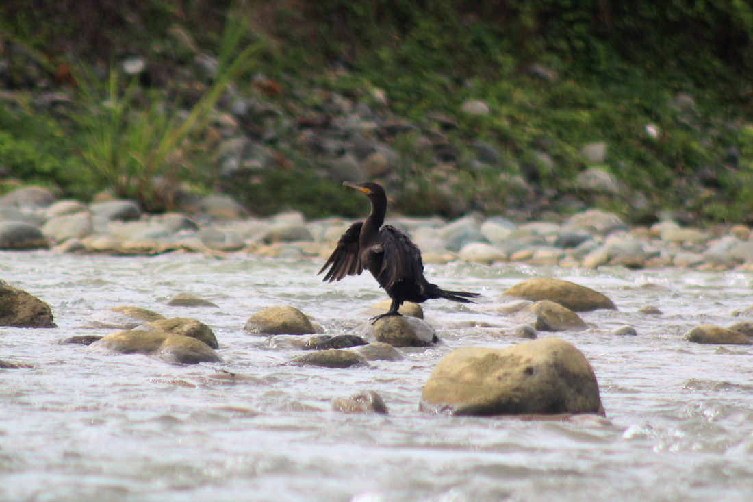 A cormorant drying its wings on a rock in the Naranjo