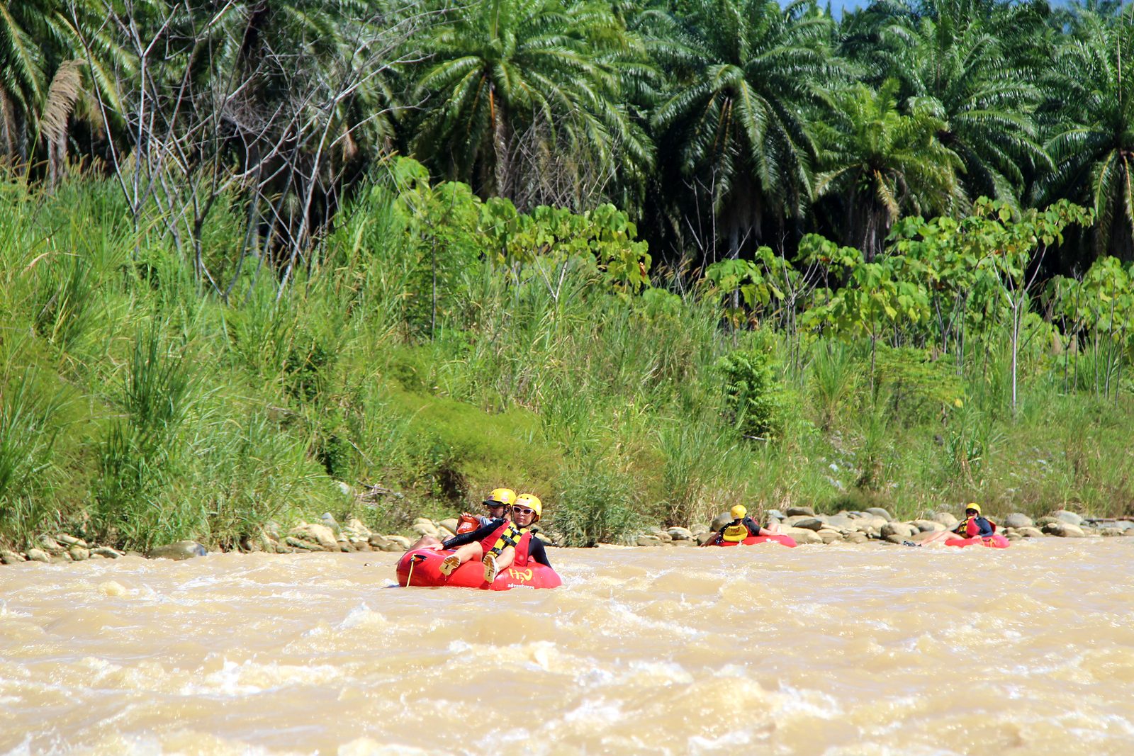 Tubers float in a line below oil palms on the Naranjo